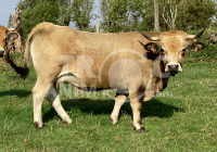 Annonce Animal à vendre 306