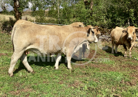 Annonce Animal à vendre 308