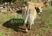 Annonce Animal à vendre 310